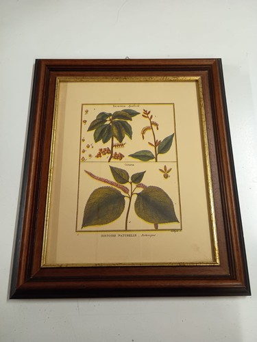 Quadro stampa botanica stile - quadro,