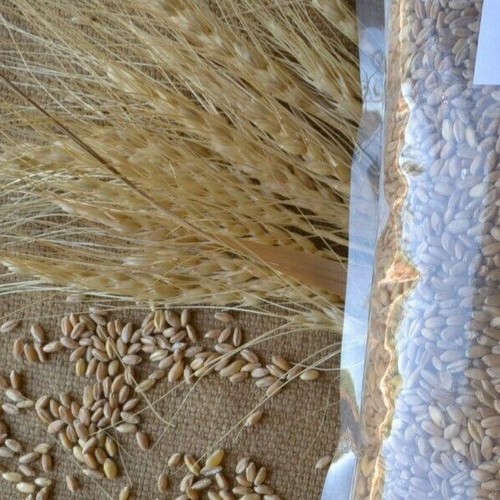 Grano duro antico - , di