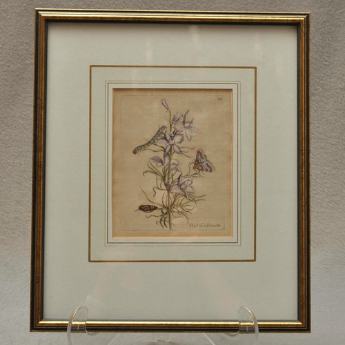 Maria sibylla merian antico - maria,