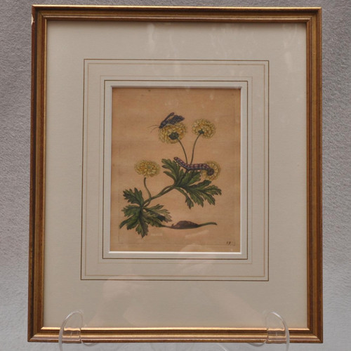 Maria sibylla merian antico - maria,