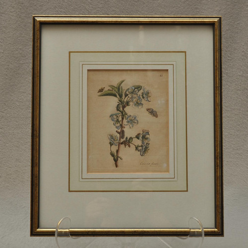 Maria sibylla merian antico - maria,