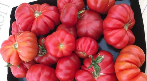 Pomodoro canestrino antico - pomodoro,