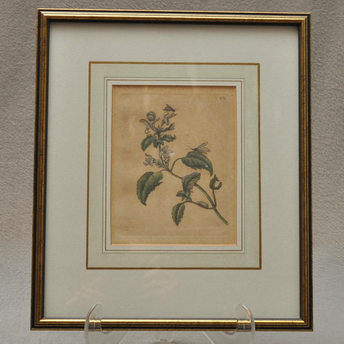 Maria sibylla merian antico - maria,